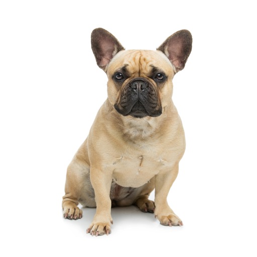 French Bulldog Pet Insurance Pounce Pet Insurance